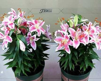 百合的种植时间和技巧（如何选择适合种植百合的月份）