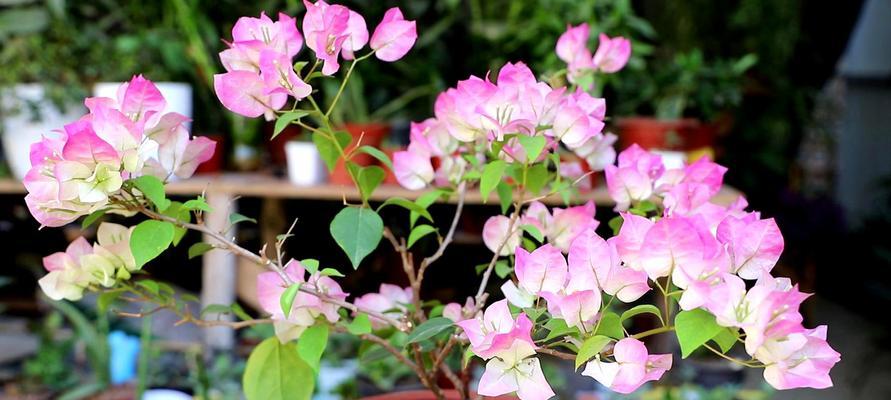 三角梅的寓意与象征意义（传递爱与希望的三角梅花）