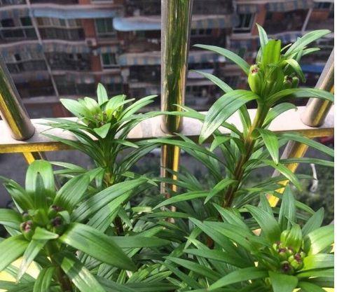 嘉兰百合的种植月份与注意事项(打造美丽花园) 嘉兰百合的种植月份与注意事项(打造美丽花园)