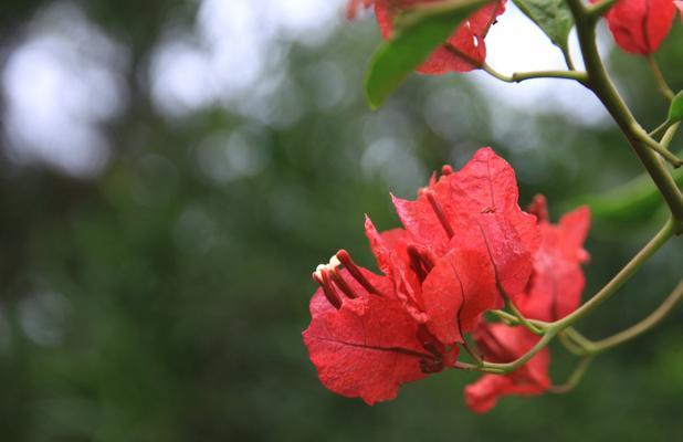 三角梅花语的来历与意义（解读三角梅花语言的深层寓意）