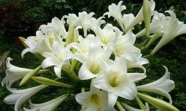 百合花的种植月份（了解最适合和最好的种植时间）