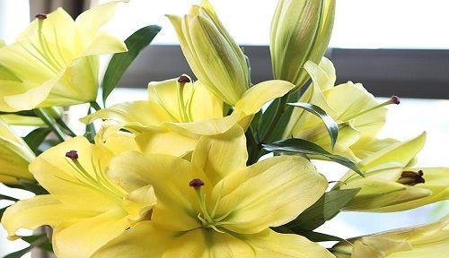 百合花的种植月份（了解最适合和最好的种植时间）