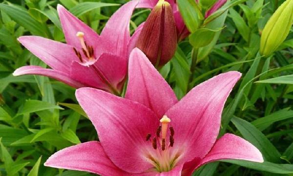 百合开花了还能吃吗（百合花的食用方法和注意事项）