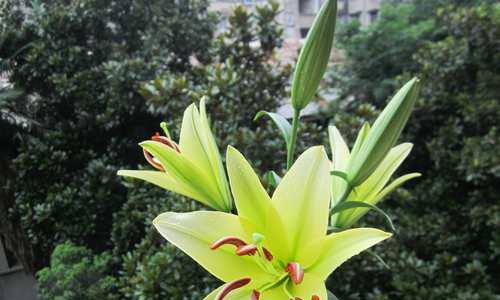 百合开花了还能吃吗（百合花的食用方法和注意事项）