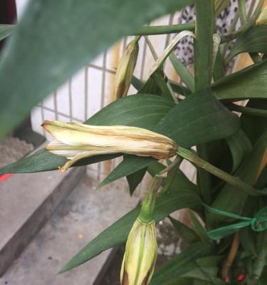 百合开花是否有毒(室内养护技巧和注意事项) 百合开花是否有毒(室内养护技巧和注意事项)