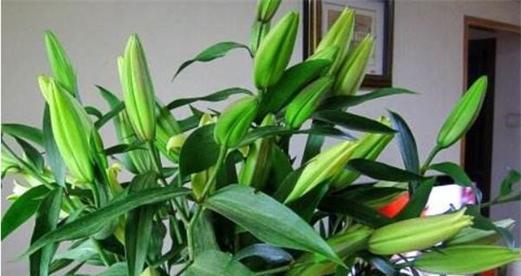 百合开花是否有毒(室内养护技巧和注意事项) 百合开花是否有毒(室内养护技巧和注意事项)