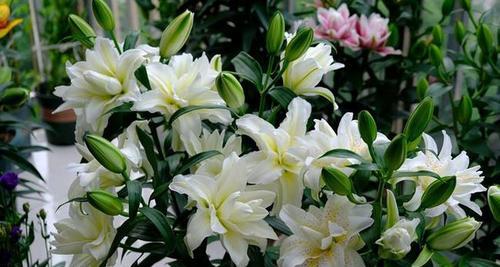 百合开花是否有毒(室内养护技巧和注意事项) 百合开花是否有毒(室内养护技巧和注意事项)