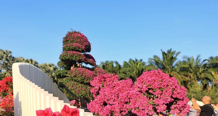 三角梅花的寓意与象征（探寻三角梅花的情感和美丽）