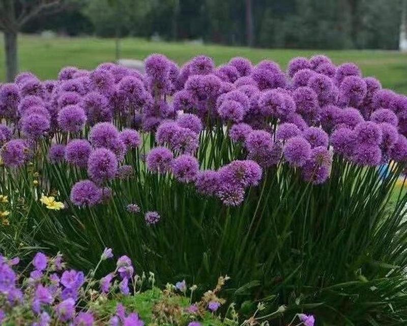 探秘葱属花卉世界（百合科中的葱属植物及其特点）