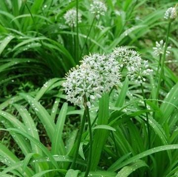 探秘葱属花卉世界（百合科中的葱属植物及其特点）