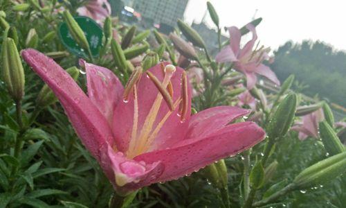 百合是否适合淋雨（探究百合花在雨水中的表现）
