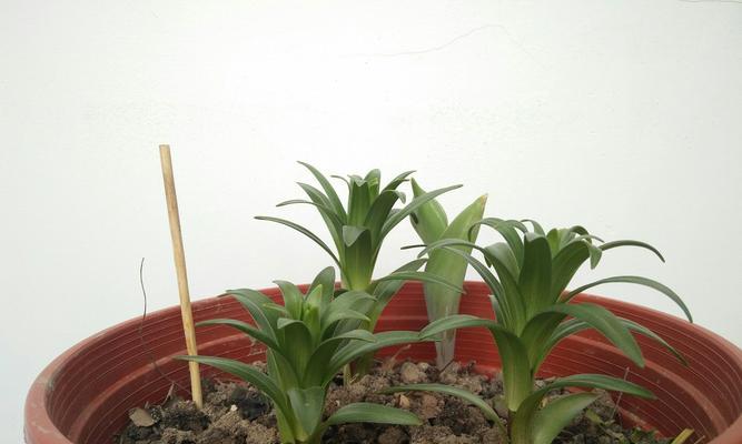 百合可以晒太阳吗（百合植物的生长特点）