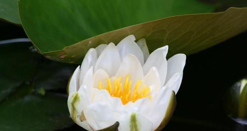 百合水培指南（从零开始）