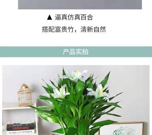 百合水培指南（从零开始）