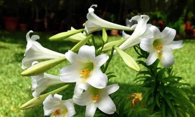 百合块茎繁殖与种植（从种植到繁殖）