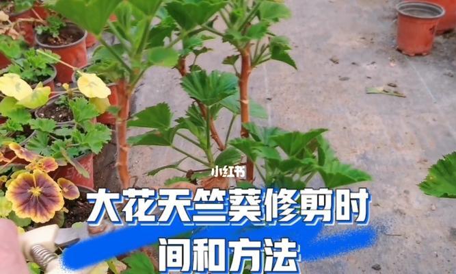 百合兰开花后的处理方法（如何保养百合兰花后期状态）