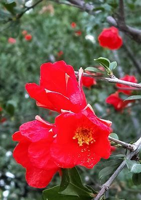 番石榴花（以番石榴花的花语为主题）