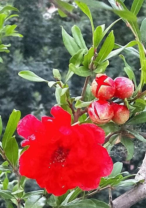 石榴花的传说与花语（石榴花的神秘魅力与古老传说）