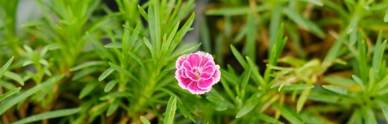 石竹花语探秘（探寻石竹花的神秘语言）