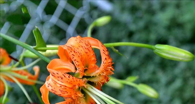 百合种植亩产量、亩产值及利润详解（了解百合种植的产出和经济效益）