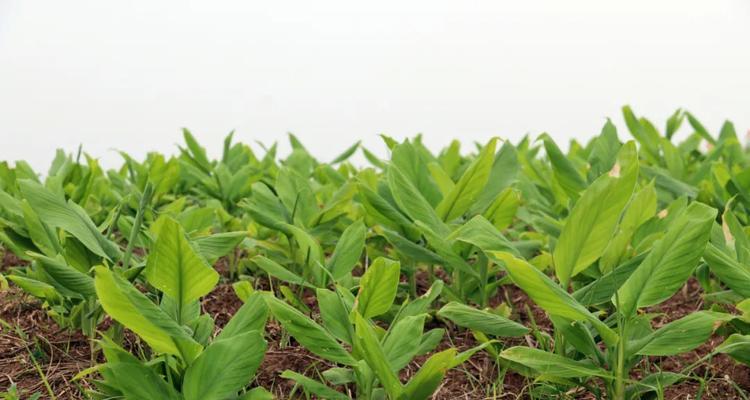 百合种植亩产量、亩产值及利润详解（了解百合种植的产出和经济效益）
