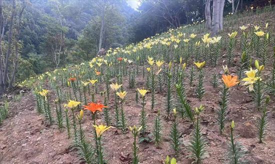 百合种植亩产量、亩产值及利润详解（了解百合种植的产出和经济效益）