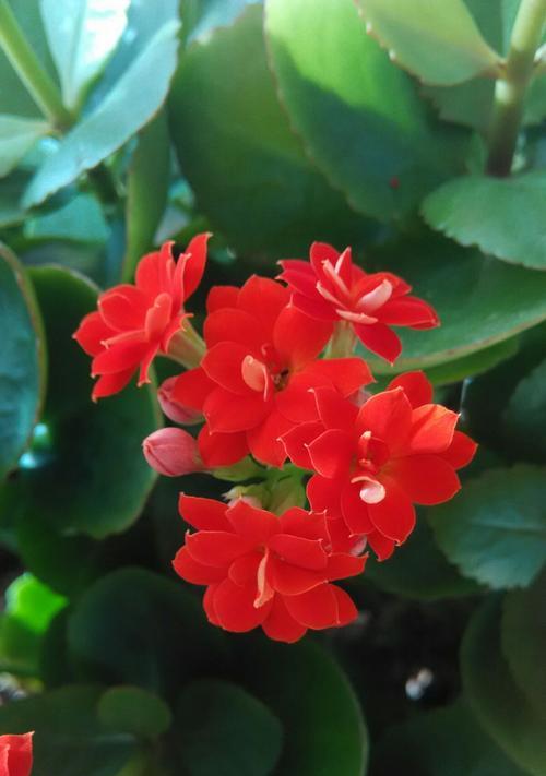 以菊花代表长寿的花语（菊花——长寿的象征）