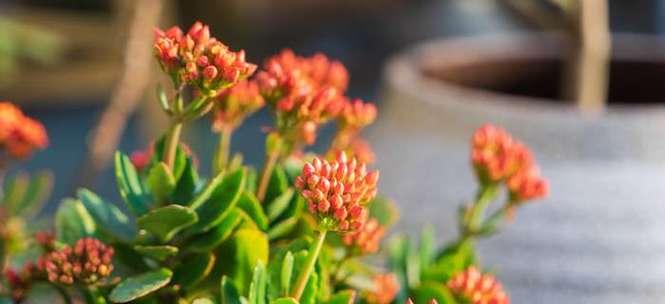 以菊花代表长寿的花语（菊花——长寿的象征）