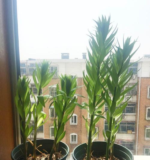百合的晒太阳益处（探究百合花在充足阳光下的好处）