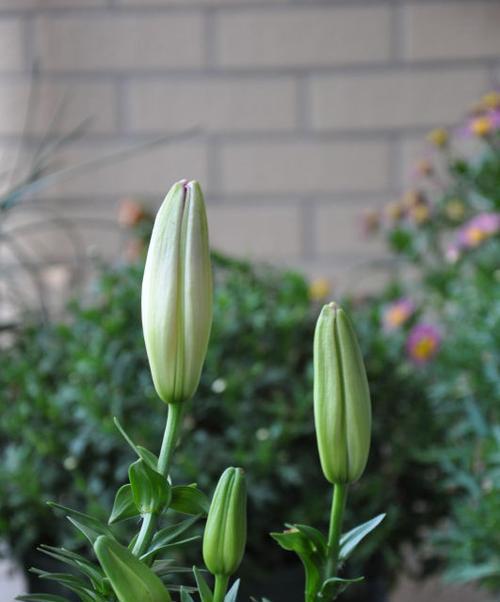 百合的晒太阳益处（探究百合花在充足阳光下的好处）