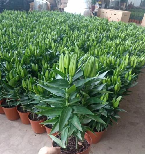 百合球种植全攻略（合适的月份）