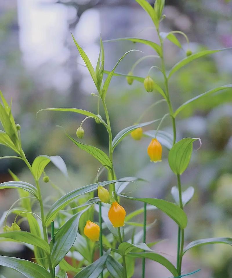 百合的最佳食用季节（如何在最佳季节享受美味佳肴）