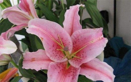 了解百合的开花时间，享受盛夏的美丽花海（了解百合的开花时间）