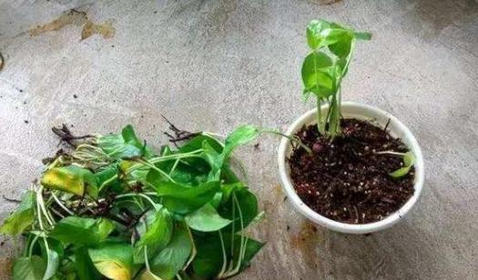 水培绿萝的花语（绿萝花语深刻诠释了水培养殖的新趋势）