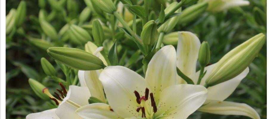 百合的花期及开花次数研究（了解百合的开花季节和生长规律）