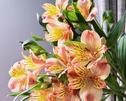 水仙百合（花开如百合）