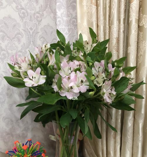 水仙百合（花开如百合）