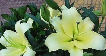 百合开花季节剖析（探究百合开花的月份与时间）