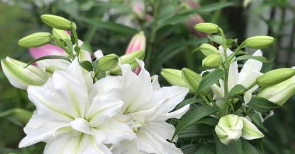 百合开花季节剖析（探究百合开花的月份与时间）