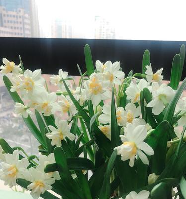 水仙花（探寻水仙花的寓意和特点）