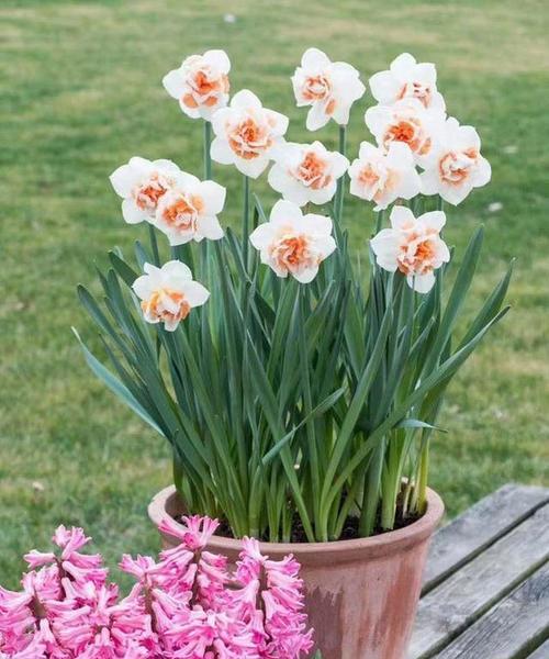 水仙花（探寻水仙花的寓意和特点）