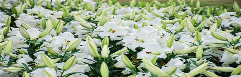 如何选择合适的季节种植百合花（探究百合花生长的季节特点与栽培技巧）