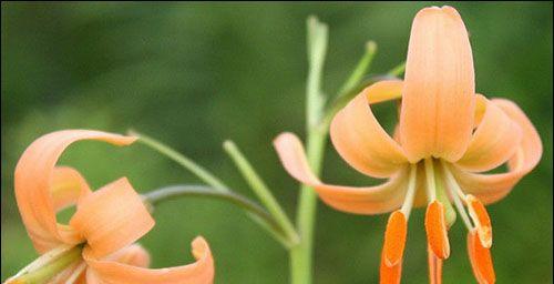 百合成熟的时刻（探究百合花朵成熟的关键时期）