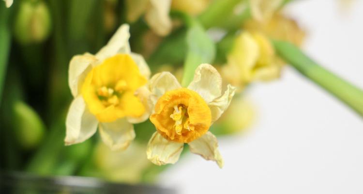 水仙花期及其含义（水仙花期的象征与传承）