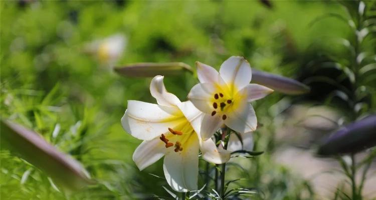 百合成熟的时刻（探究百合花朵成熟的关键时期）