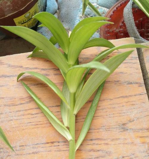 百合种植最佳时间剖析（让你掌握春天百合种植攻略）