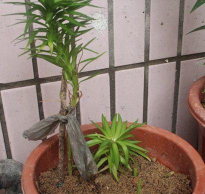百合种植最佳时间剖析（让你掌握春天百合种植攻略）