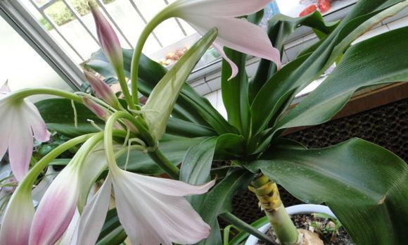 百合种植最佳时间剖析（让你掌握春天百合种植攻略）