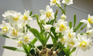 水仙花的花语与象征（探寻水仙花的寓意和象征力）