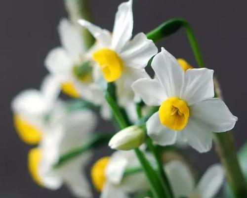 水仙花的花语与象征（探寻水仙花的寓意和象征力）